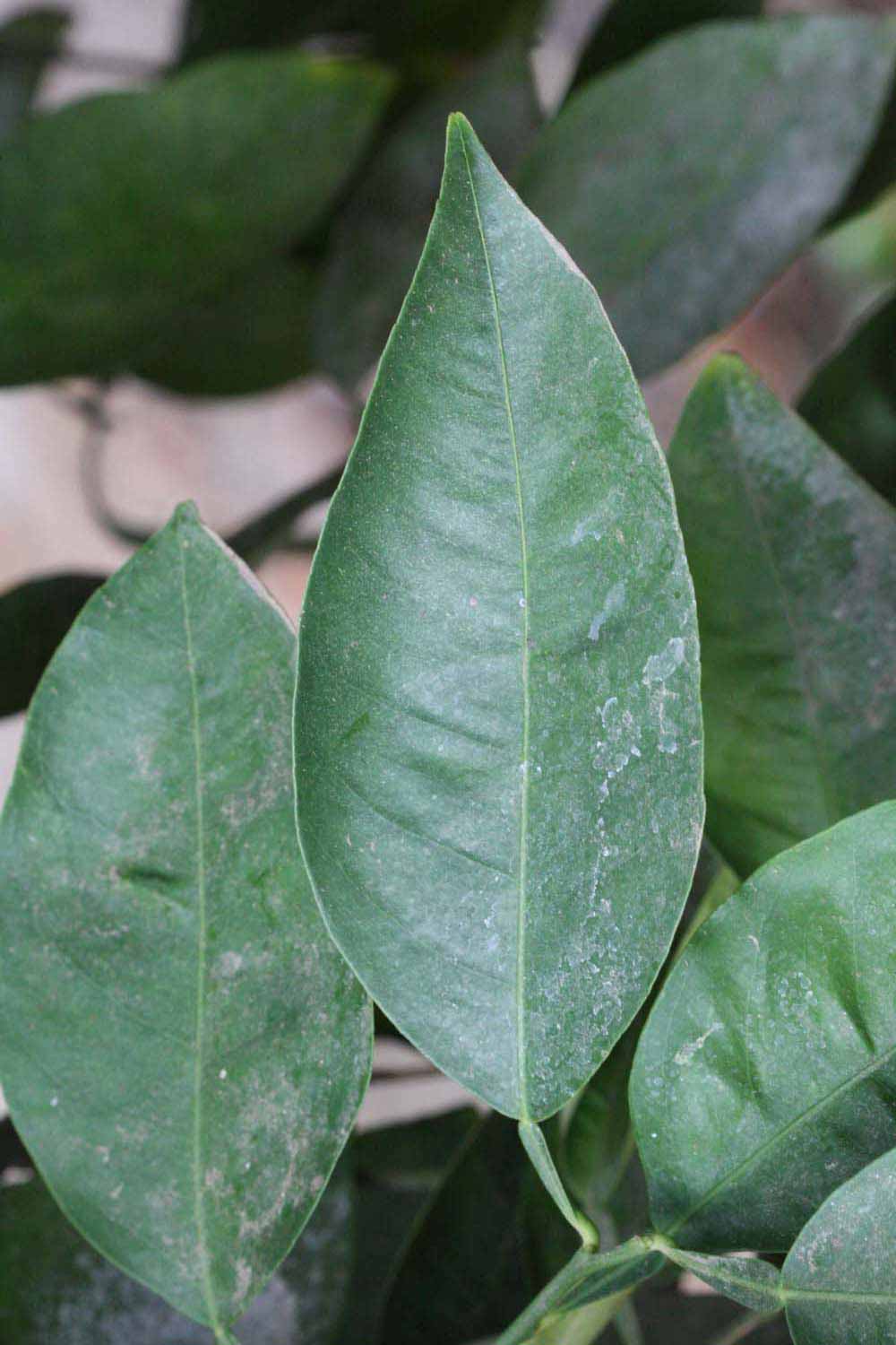              Unifoliolate leaf (Riverside, CA)       
